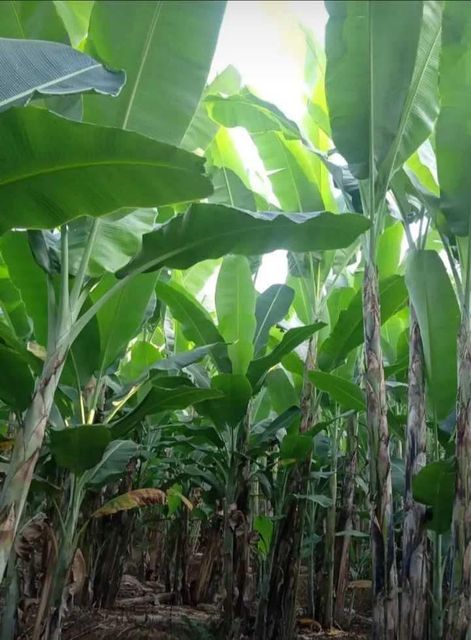 Banana Leaf/Leaves, Fresh/Frozen for Air Freight possible Ocean Freight - Image 4
