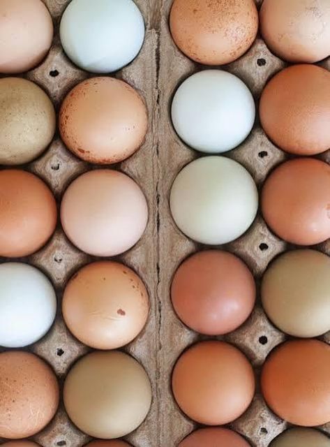 Brown And White Chicken Eggs Wholesale Supply – product photo 4, product detail gallery