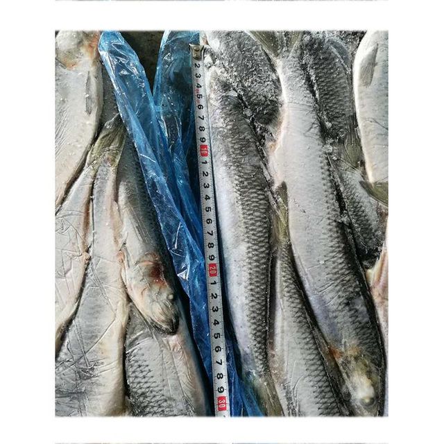 Premium Frozen Herring Fish Whole Round Export Quality Rich Natural Nutrition For International Seafood Supply Markets - Image 3
