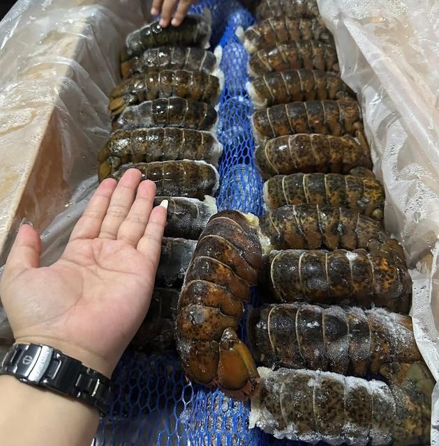 Frozen Lobster Carefully Selected From Quality Harvests Featuring High Meat Recovery And Excellent Seafood Flavor - Image 4