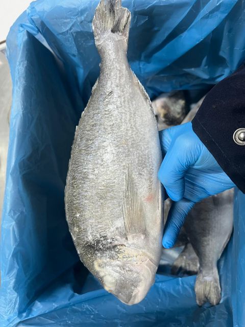 Sea Bream  Packaging Carton Processing Type - Image 2