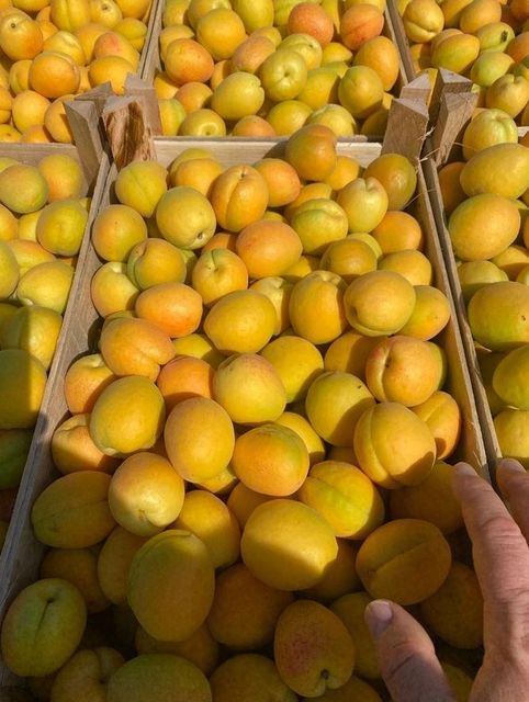 Fresh Sweet Apricots Grade A South Africa - Image 4