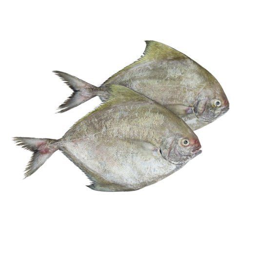 Frozen Seafood IQF Whole Round Black Pomfret Fish For Whole Sale - Image 1