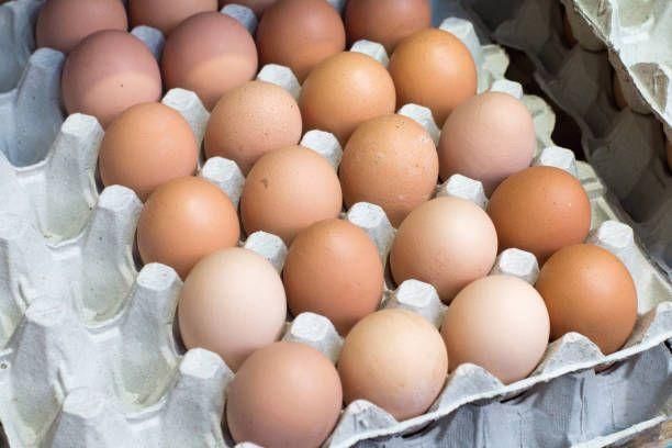 Fresh Frozen & Cooked Chicken Table Eggs with Brown and White Shells From UK - Image 3