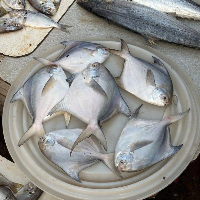 Premium quality white silver pomfret fish offered at factory price for wholesale buyers. - Image 4