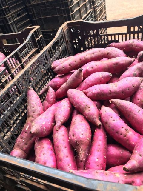Hot Sale High Quality Japanese Purple Fresh Sweet Potatoes Farm Factory from Vietnam- whatsapp 0084 989 322 607 - Image 4