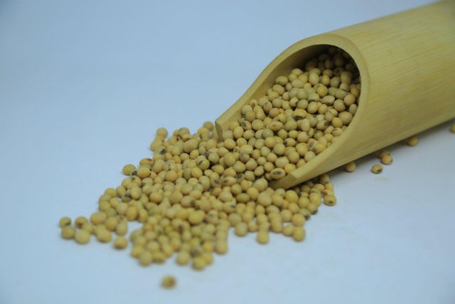 2024 Harvest Ethiopian Soya Beans - 14% Max Moisture, Grade 1 Quality, Bulk Quantity Available – product photo 3, product detail gallery