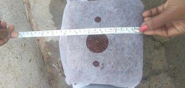 Coco Peat & Coir Pith 15x15x10 cm Messi Qub low EC only - Image 3