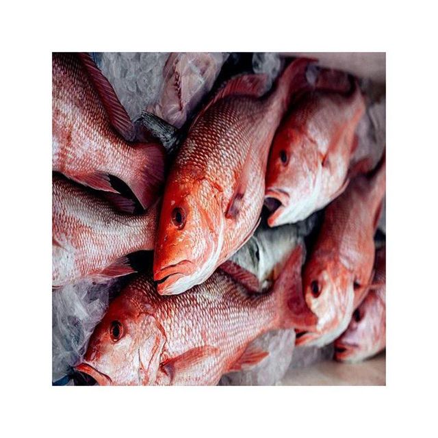 Best quality Fresh Red Snapper fish For sale Fish Type Catfish Freshness Level Frozen Catch Method Wild-Caught Degree of Processing Whole Fish - Image 4