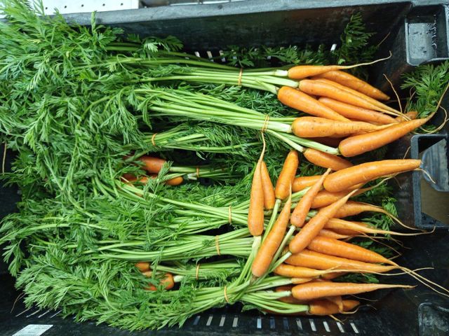 Carrot - Image 1