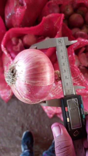 Nashik Fresh Onion - Image 4
