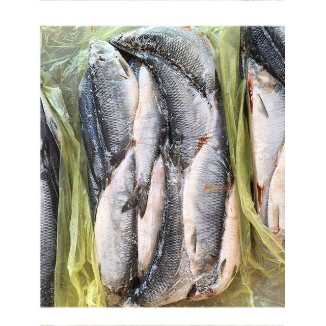 Frozen Herring Fish Naturally Preserved Seafood Choice With Strong Nutritional Profile For International Buyers - Image 2