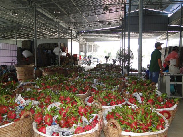 Vietnamese dragon fruit - Image 4