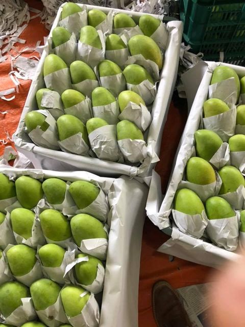 Fresh MangoPremium Quality Mango 100% Fresh Fruits - Linda Whatsap 0084 989 322 607 – product photo 4, product detail gallery