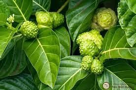 Cheap Noni Juice + Noni Fruit Powder  Material Noni Form VIET NAM Address VIET NAM Drying Process Noni Color Bromn - - Image 9