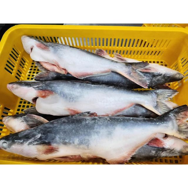 Whole frozen pangasius hypophthalmus - Image 1