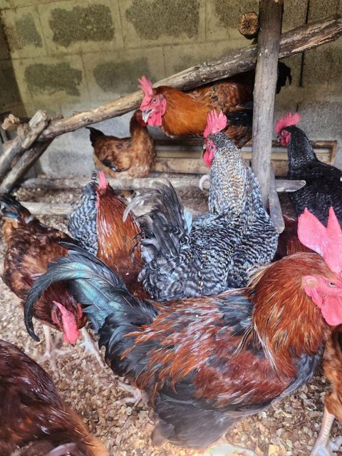 Chicken and poultry – product photo 4, product detail gallery