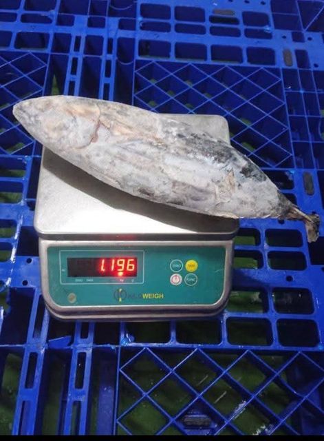 Frozen Skipjack Tuna Glazing ≤5% Size 1–3 Kg/fish Shelf Life 12 Months Origin Java, Indonesia Temperature -18°c Or - Image 1