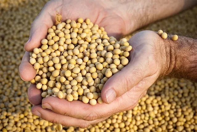 Soybeans - Image 3