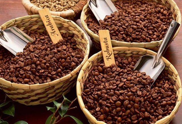Discover Robusta Coffee Beans High Grade Fresh Beans With Strong Aroma And Full Body Taste Buy Fast Delivery Premium Quality Wholesale Naturally Suitable For Cafe And Home Brewing - Image 3
