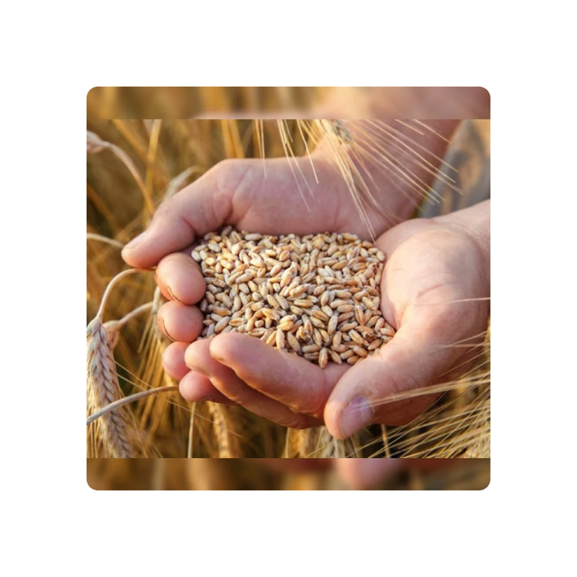 Golden Fields Top-Quality Whole Wheat Grains Perfect for Healthy Living Premium Quality Whole Wheat Grains - Image 1