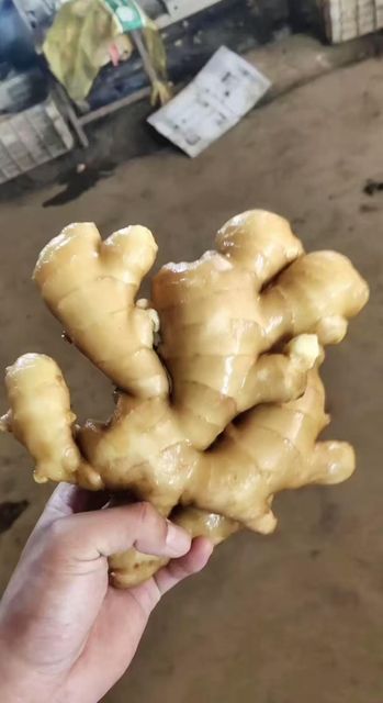 ginger - Image 1