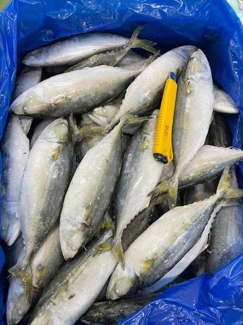 BEST QULAITY FROZEN INDIAN MACKEREL WHOLE - Image 4