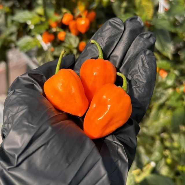 Fresh Green Habanero & Bell Peppers-Wholesale Organic Sweet Capsicum 20cm 10kg - Image 3