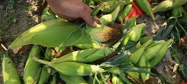 Fresh sweet corn - Image 2
