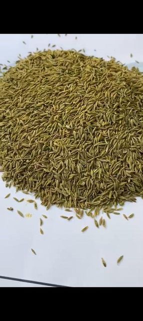 Cumin Seeds Freshness Level Dried - Image 1