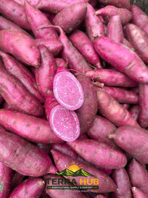FRESH PURPLE SWEET POTATO - Image 3