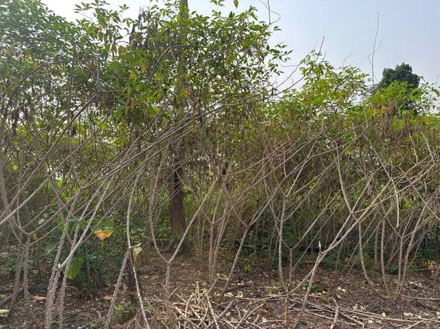 Cassava Farm - Image 4