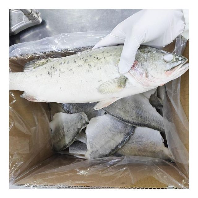 Frozen Sea Bass Fish Whole Round Export Quality Carefully Processed Rich Texture Fresh Frozen Ocean Harvest Selection - Image 4