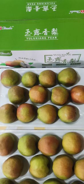 Chinese Pear (singo pear, goong pear, ya pear, shandong pear) - Image 5