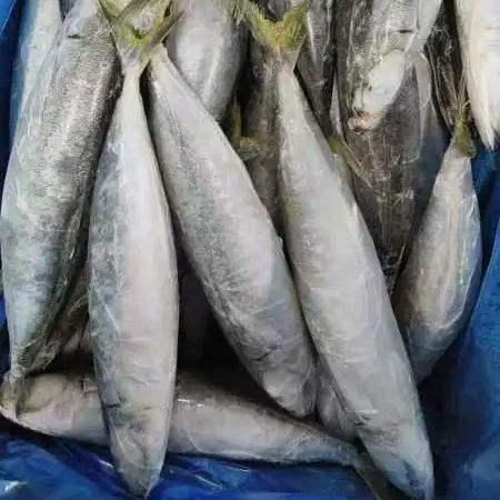 Frozen Atlantic Mackerel Fish Rich Omega 3 Nutrient Seafood Product For Wholesale Distribution And Retail Packaging - Image 4