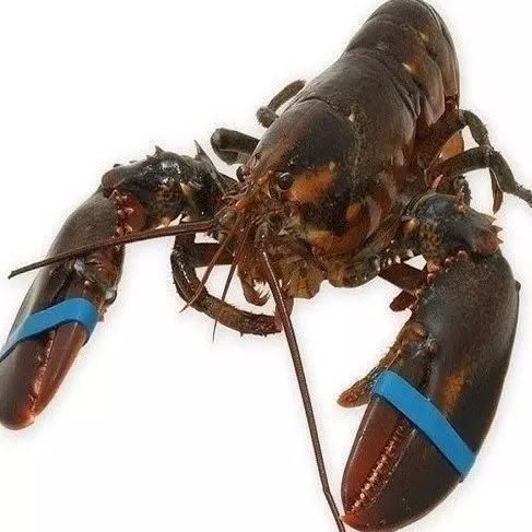 Fresh Live Lobsters Premium Ocean Harvest With Strong Shell Integrity Rich Meat Yield And Export Ready Packaging Quality - Image 3