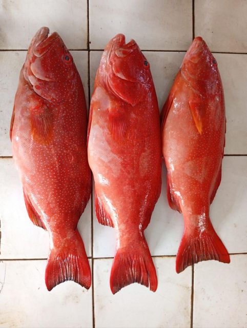 Groupers (Sunu) Type Fresh, Frozen Style 1.0 - 2.0 kg Packaging Master Carton, - Image 2