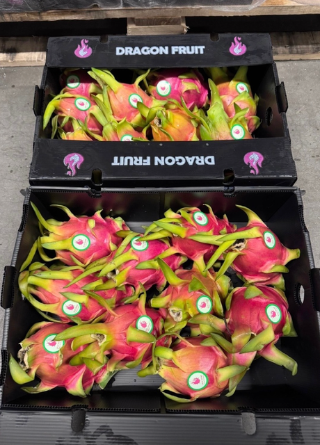 New Harvest Dragon Fruit Export Quality 9kg Attractive Vibrant Dragon Fruit On Sale - Image 1