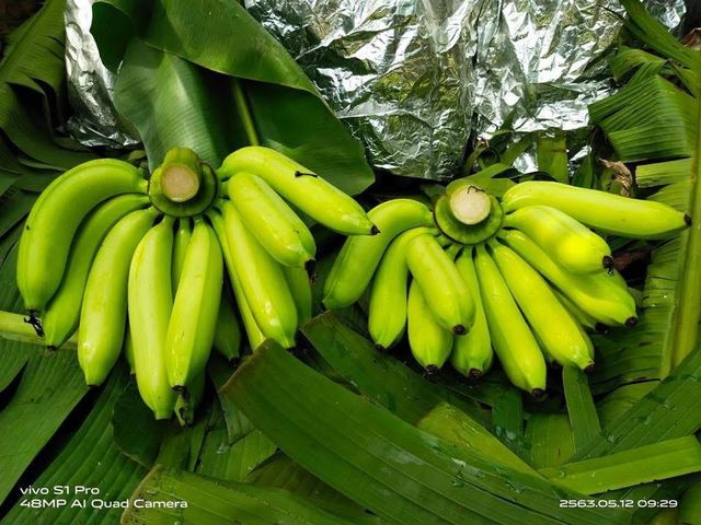 Fresh Banana from Thailand (Gros Michel) - Image 1