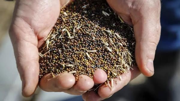 Wholesale Prices Rapeseed Canola Seed Price Rape Seed Canola Seeds for Sale From Canada Supplier - Image 4