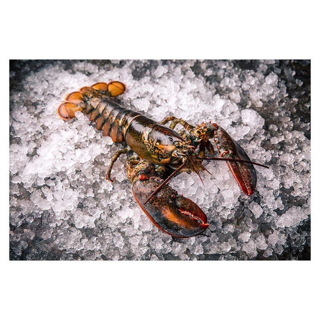 Premium quality Canadian whole raw lobster UHP arranged for bulk buyers with fast delivery - Image 3