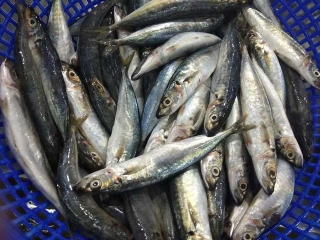 Frozen Layang Scad Best Price For Importer/ Frozen Seafood Vietnam Supplier - Image 3