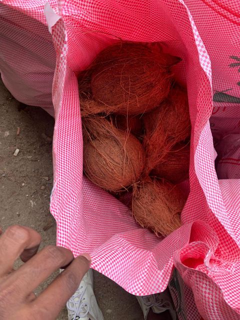 Semi Husked Coconut - Image 2