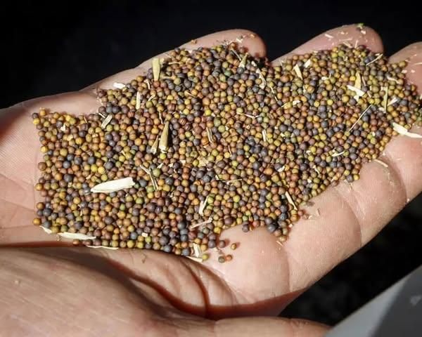 Organic Canola Seeds Bulk Supply for Food Factory Prices for Flax & Chia Seeds - Image 3