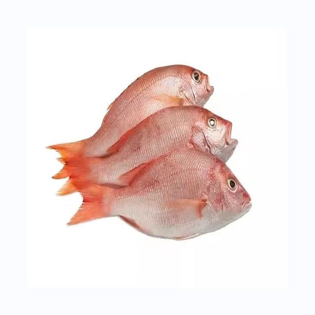 Buy Frozen Red Fish Pargo Premium Quality Fresh Catch at Wholesale Price with Fast Delivery Worldwide - Image 1