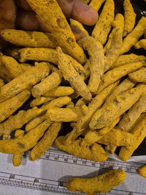turmeric premium salem - Image 4