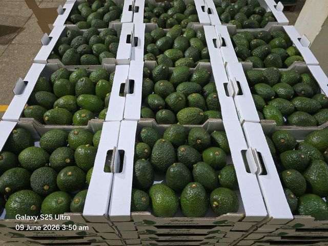 Fresh Hass Avocado Origin Kenya Grade Class I Shape Pear Shaped Cultivation Type Hass Place of Origin Kenya Organic Conventional, Yes - Image 4