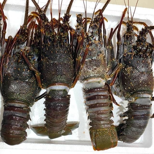 Frozen Lobster Tail Meat Selection Delivering Rich Seafood Flavor Smooth Texture And 100% Premium Quality - Image 3