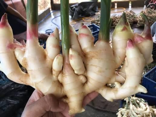 Ginger Address Thailand Manufacturer Farmers Place of Origin Thailand - Image 3