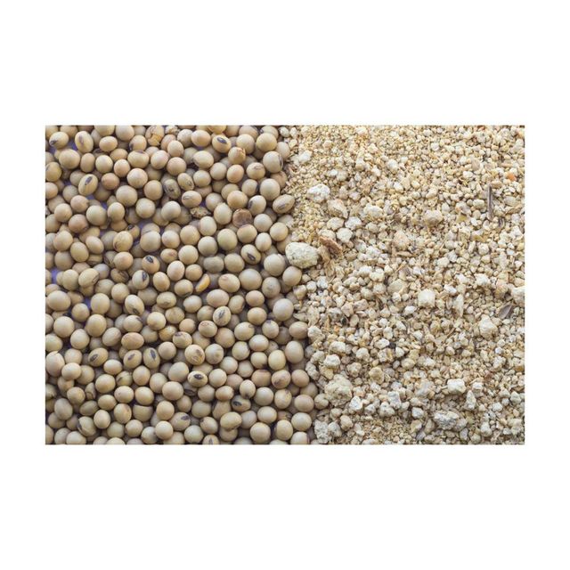 Premium Brazilian Soybeans frozenchickenexports.com - Image 1